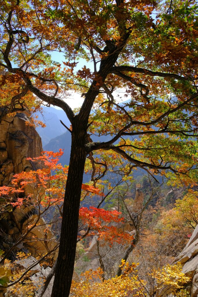 국내 가을 여행지 -설악산 국립공원
Unsplash--Austin curtis